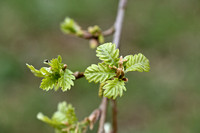 Dozige eik;Downy Oak; Quercus pubescens