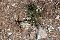 Franse aardkastanje; Pignut; Conopodium majus