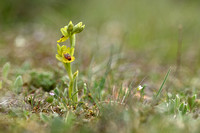 Gele orchis; Yellow Bee Orchid; Ophrys lutea