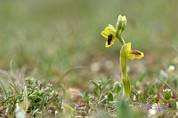 Gele orchis; Yellow Bee Orchid; Ophrys lutea