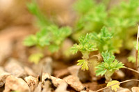 Grote Leeuwenklauw; Parsley-piert; Aphanes arvensis