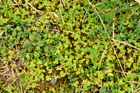 Grote Leeuwenklauw; Parsley-piert; Aphanes arvensis