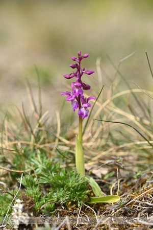 Harlekijn; Green Veined Orchid; Anacampis morio