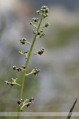 Hondshelmkruid; French Figwort; Scrophularia canina
