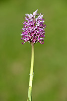 Hybride purperorchis x aapjesorchis;Orchis x angusticruris