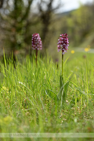 Hybride purperorchis x aapjesorchis;Orchis x angusticruris