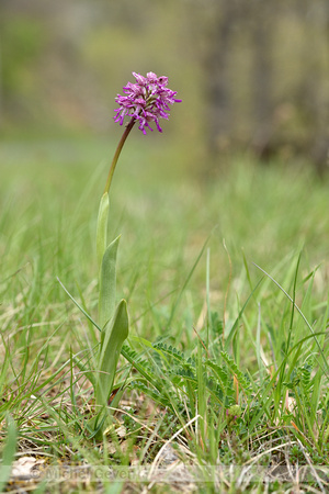 Hybride purperorchis x aapjesorchis;Orchis x angusticruris