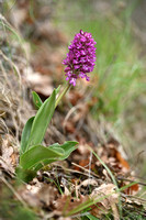 Hybride purperorchis x aapjesorchis;Orchis x angusticruris