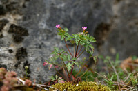 Klein robbertskruid; Little Robin; Geranium purpureum