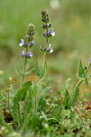 Kleinbloemige salie; Wild Clary; Salvia verbenaca subsp clandest