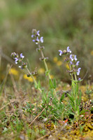 Kleinbloemige salie; Wild Clary; Salvia verbenaca subsp clandestina