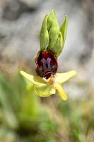 Kleine spinnenorchis; Ophrys virescens