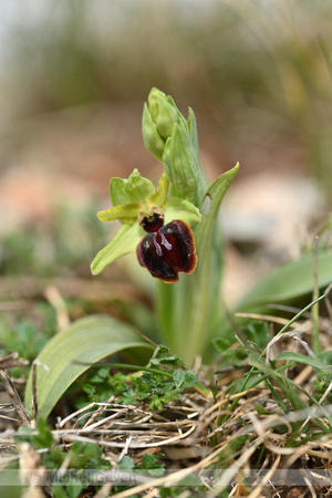 Kleine spinnenorchis; Ophrys virescens