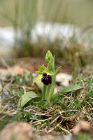 Kleine spinnenorchis; Ophrys virescens