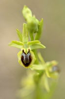 Kleine spinnenorchis - Ophrys virescens