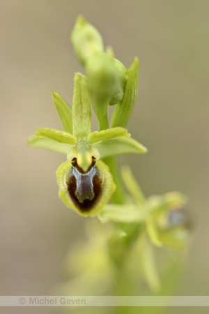 Kleine spinnenorchis; Ophrys virescens