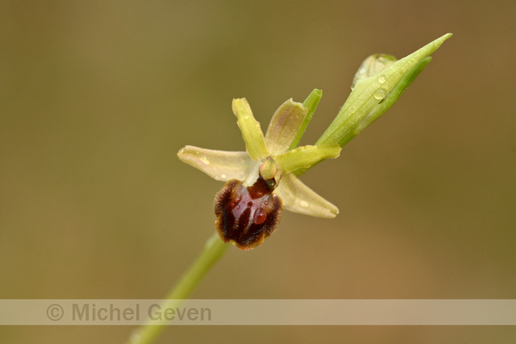 Kleine spinnenorchis; Ophrys virescens