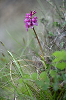 Krijgsman standelkruid - Orchis x hybrida
