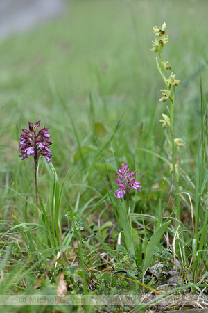 Krijgsman standelkruid; Orchis x hybrida