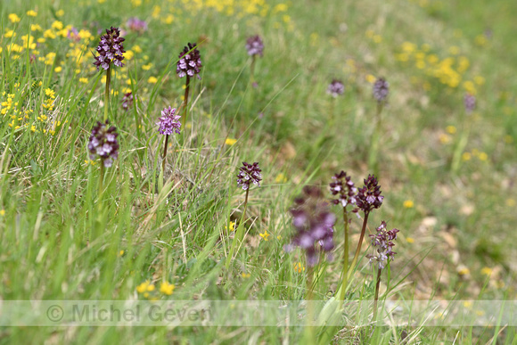 Krijgsman standelkruid; Orchis x hybrida