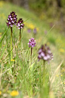 Krijgsman standelkruid; Orchis x hybrida