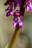 Krijgsman standelkruid; Orchis x hybrida