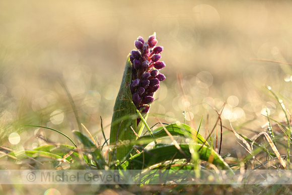 Mannetjesorchis; Early-Purple Orchid; Orchis mascula