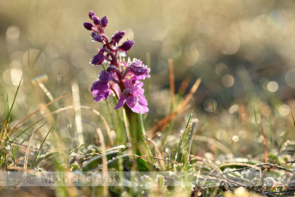 Mannetjesorchis; Early-Purple Orchid; Orchis mascula