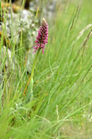 Orchis x bergonii - Poppenorchis x Aapjesorchis - Orchis simia x O