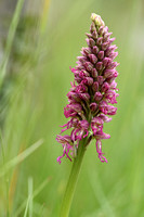 Orchis x bergonii; Poppenorchis x Aapjesorchis; Orchis simia x O