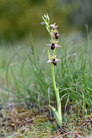 Ophrys x ezcaraiensis