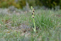 Ophrys x ezcaraiensis