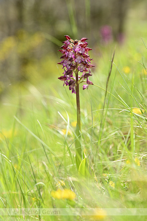 Purperorchis; Lady orchid; Orchis purpurea