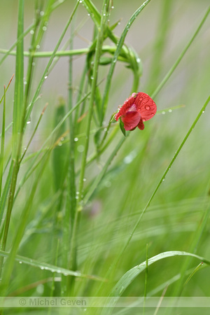 rode lathyrus; Lathyrus cicera