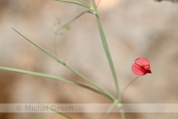 rode lathyrus; Lathyrus cicera