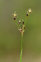 Franse Veldbies; Southern Wood-rush; Luzula forsteri