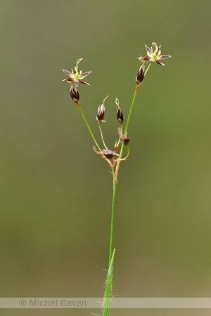 Franse Veldbies; Southern Wood-rush; Luzula forsteri