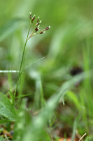 Franse Veldbies; Southern Wood-rush; Luzula forsteri