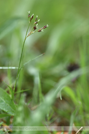 Franse Veldbies; Southern Wood-rush; Luzula forsteri