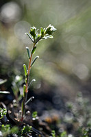Ruw parelzaad; Field Gromwell; Lithospermum arvense