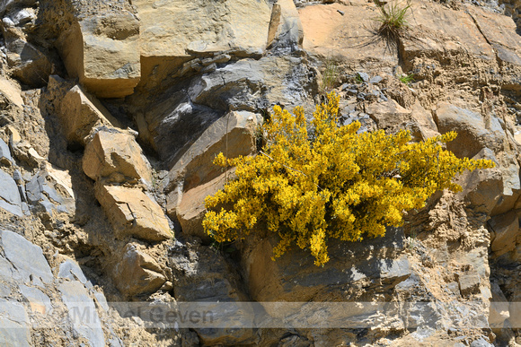 Schorpioenbrem; Scorpion Broom; Genista sorpius