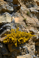 Schorpioenbrem; Scorpion Broom; Genista sorpius