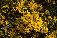 Schorpioenbrem; Scorpion Broom; Genista sorpius