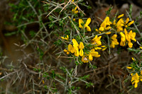 Schorpioenbrem; Scorpion Broom; Genista sorpius