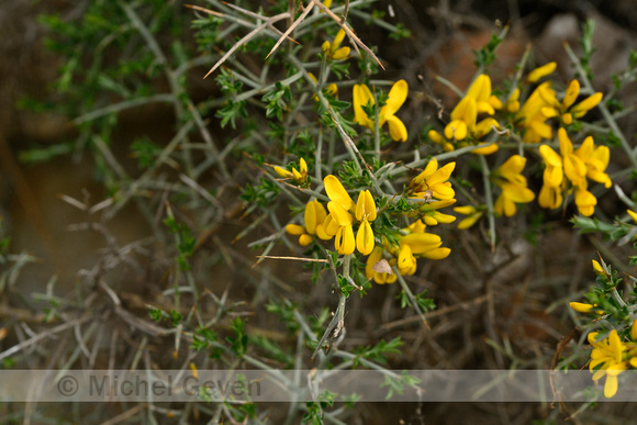 Schorpioenbrem; Scorpion Broom; Genista sorpius