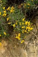 Schorpioenbrem; Scorpion Broom; Genista sorpius