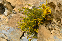 Schorpioenbrem; Scorpion Broom; Genista sorpius