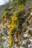 Schorpioenbrem; Scorpion Broom; Genista sorpius