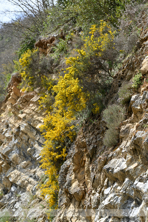 Schorpioenbrem; Scorpion Broom; Genista sorpius