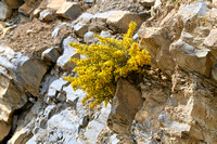 Schorpioenbrem; Scorpion Broom; Genista sorpius